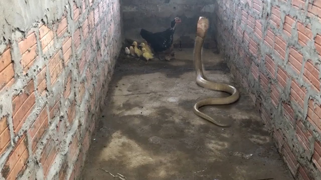 Amazing  Mother Chicken protects the Chicks from King Cobra