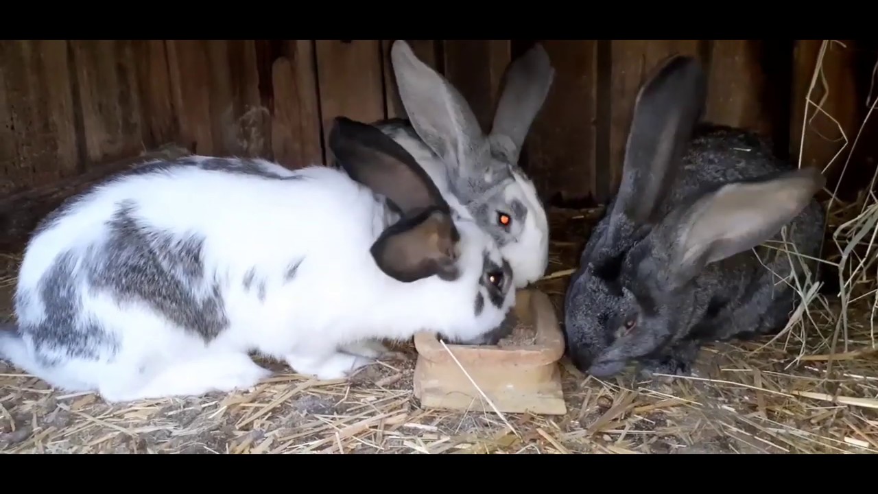 Aparat bolcowy do uboju królika
