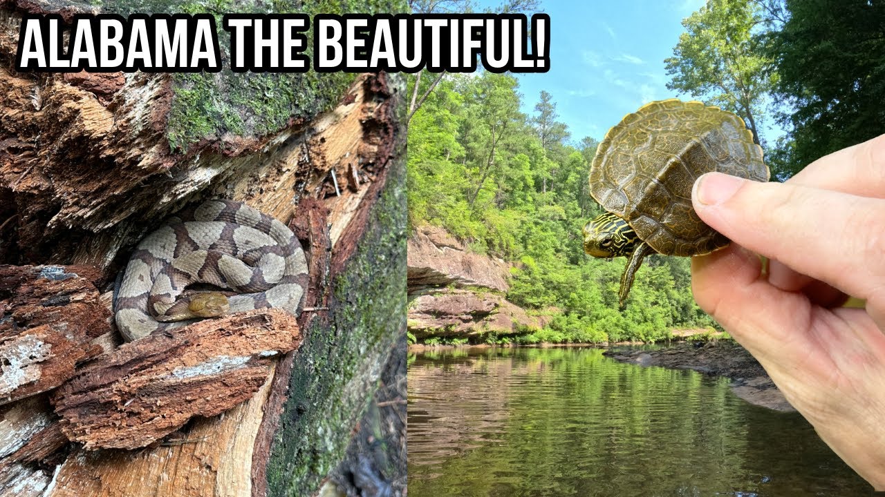 Круизы по дорогам Алабамы и прогулки по ручьям: гремучие змеи, черепахи-карты и медноголовые змеи!