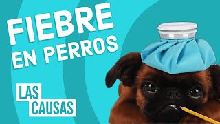 Fiebre en Perros