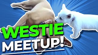 West Highland Terrier Puppy Meets Larger Dogs.