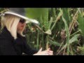 Joanne Weaver - Nature Boy (OFFICIAL VIDEO)