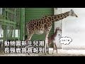 動物園新生兒潮〜長頸鹿寶寶報到！