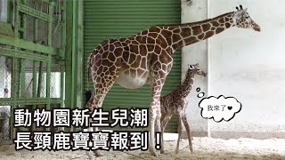 動物園新生兒潮〜長頸鹿寶寶報到！