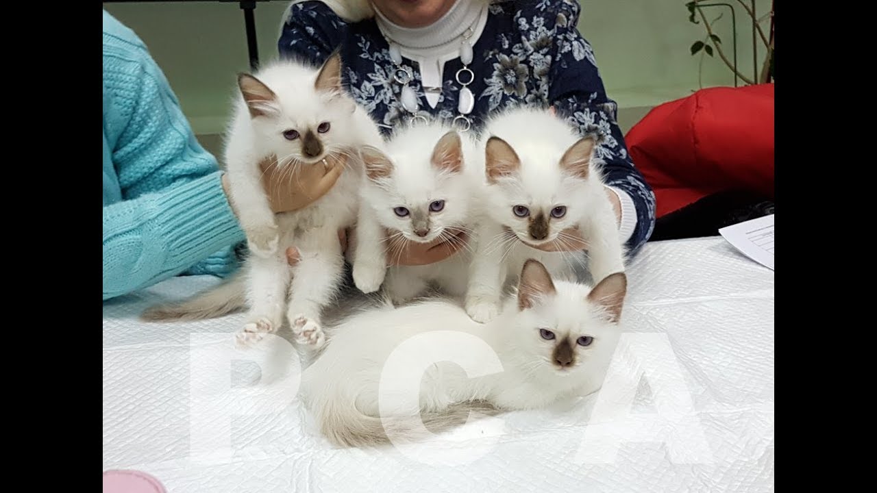 клуб кошек хабаровск Презентация помета бирманских котят питомника кошек PCA БЕЛЫЕ ЛАПКИ