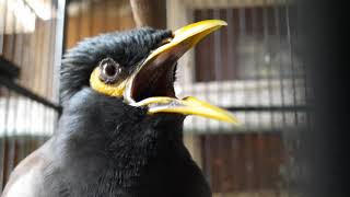 Suara burung jalak nias gacor | pancingan burung jalak nias macet bunyi
