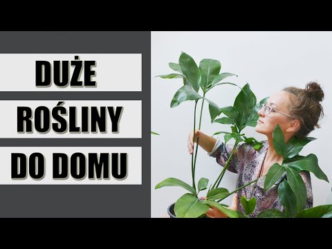 Wideo: Wybór Roślin Do Dekoracji Letniego Domku