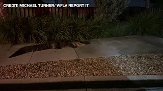 Gator taking early morning walk through Sarasota neighborhood