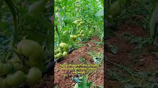 kondisi setelah selesai pengurangan daun tomat. #pertanian #shortvideo #fypシ゚viral