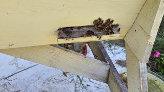 Fixing the cross comb in the bee hive