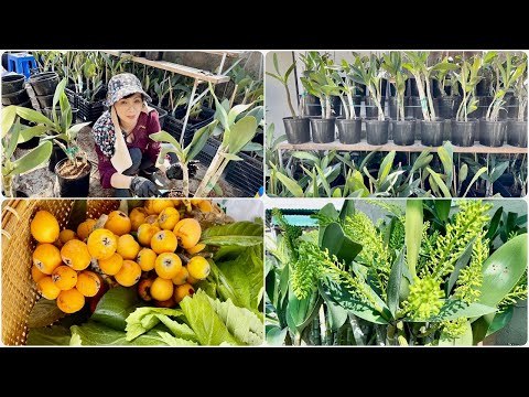 Video: Loquat không nở - Lý do tại sao cây Loquat không ra hoa