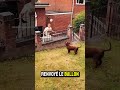 Les compétences de ce chien ont surpris tout le monde 🤯❤️