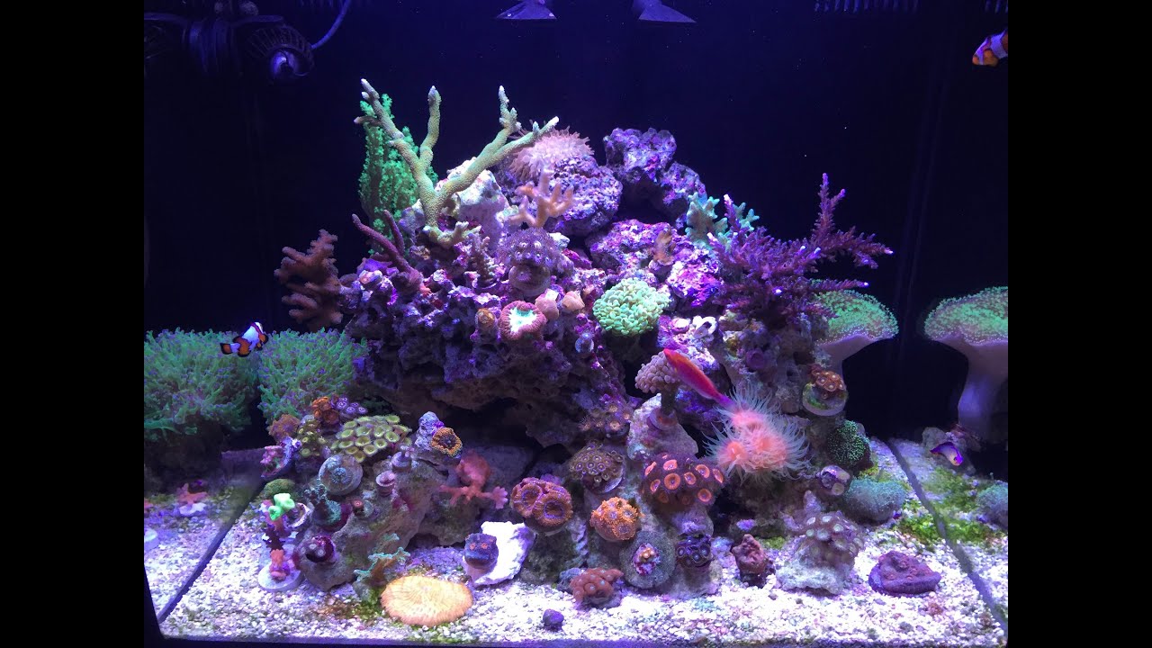 40 gallon im nuvo