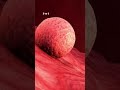 Human Fertilization To Childbirth 🤔 | How a Wonder is Born #shorts