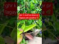 laxmi kuber paudhe ghr pr jrur lagaye🌿🌺🌼✨🙏💮🪻#trending#viralshort#vastu