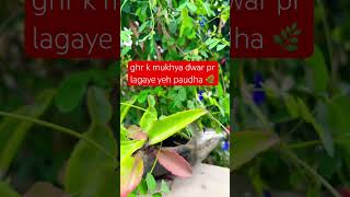 laxmi kuber paudhe ghr pr jrur lagaye🌿🌺🌼✨🙏💮🪻#trending#viralshort#vastu