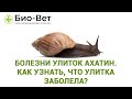 Болезни Улиток Ахатин / Как Узнать, Что Улитка Заболела // Сеть Ветклиник Био-Вет