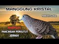 Perkutut Lokal SUARA KRISTAL Bagus Untuk MEMANCING PERKUTUT Lain Yang Malas Bunyi | MERBOK KAMPUNG