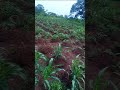 Our Farm Forest Estate At Agbara #farming +2349032836993
