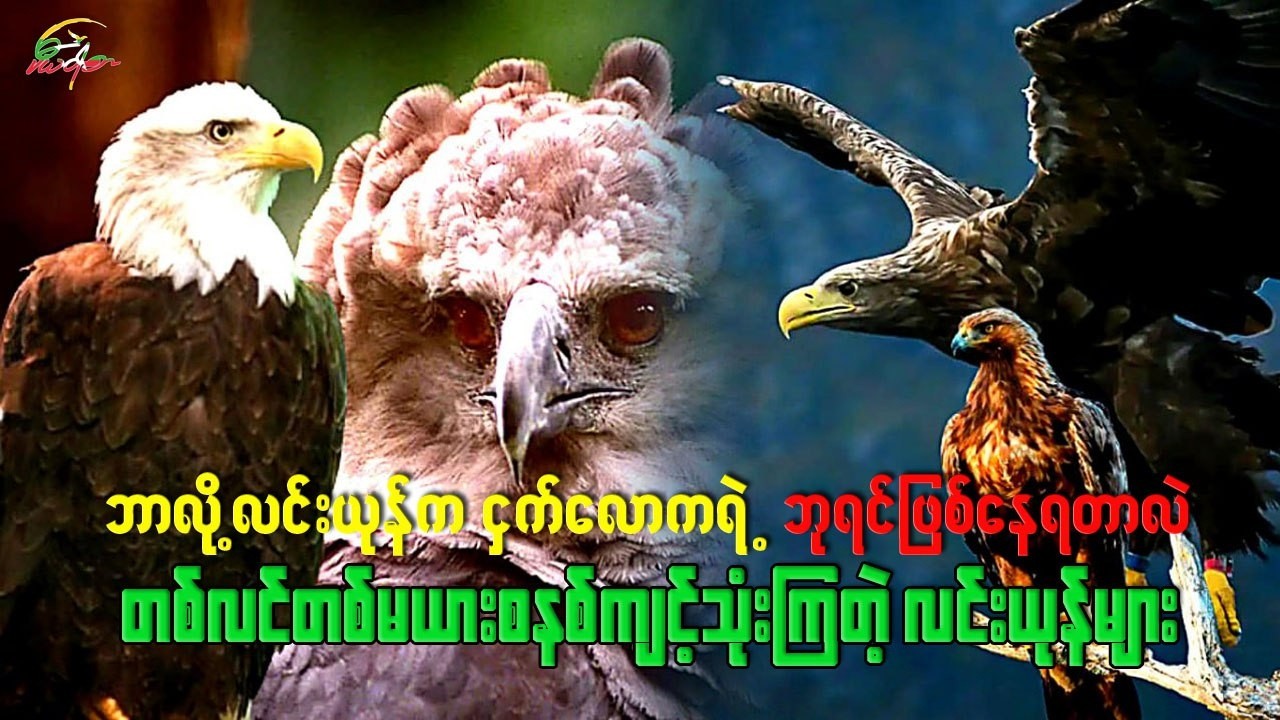 ဘာလို့ လင်းယုန်က ငှက်လောကရဲ့ ဘုရင်ဖြစ်နေရတာလဲ ၊ တစ်လင်တစ်မယားစနစ်ကိုကျင့်သုံးကြတဲ့ လင်းယုန်များ