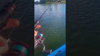Two Big Smash My Lure At The Same Time?