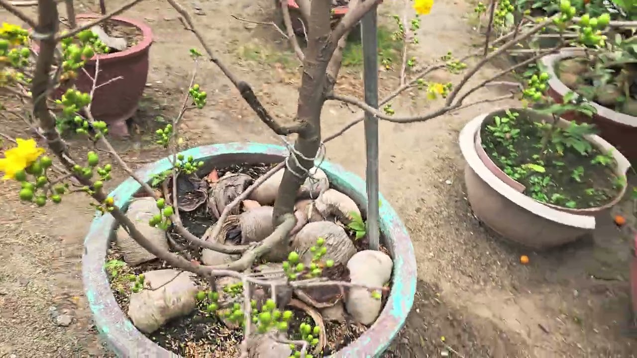 Mai vườn nhà - 23 tết 2026