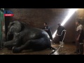 The morning shower of an Elephant