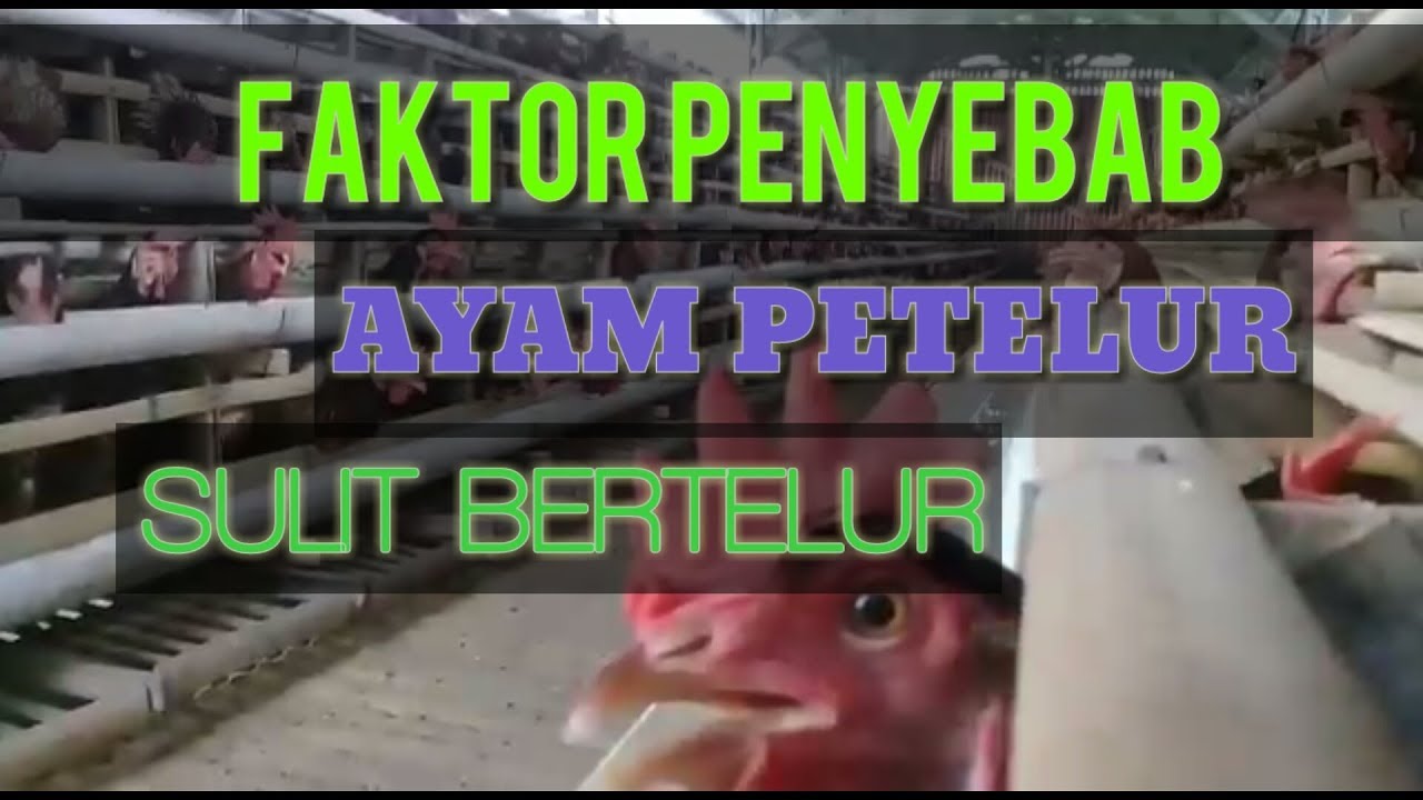 faktor penyebab ayam petelur sulit bertelur di usia yang sudah