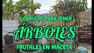 TOP 5 CUIDADOS ÁRBOLES FRUTALES EN MACETA - Arboles frutales en maceta - Huerto en macetas.