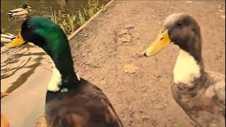 Ducks come right up to the camera V3 further zoom #duck #funny