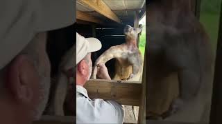 Kasli Kanguru Muscular Kangaroo