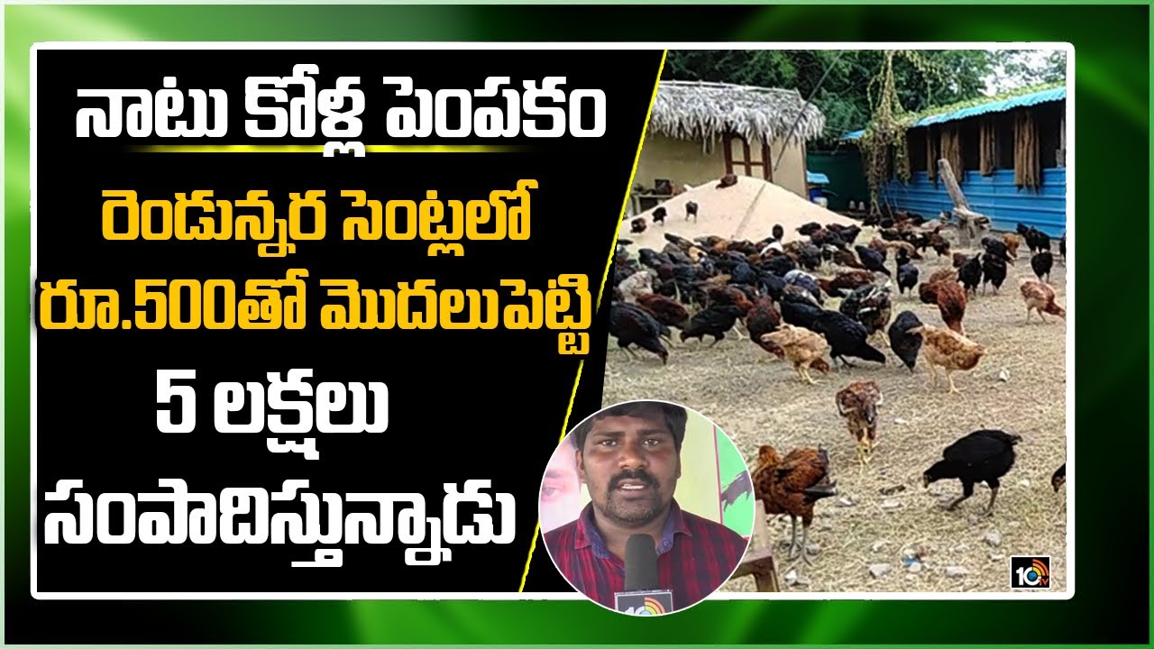 నాటు కోళ్ల పెంపకంలో అదిరిపోయే లాభాలు | PHD Student Earning High Profits In Natu Kodi Farming | 10TV