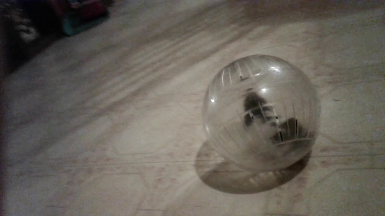 Hamstey and the shoe course!😵