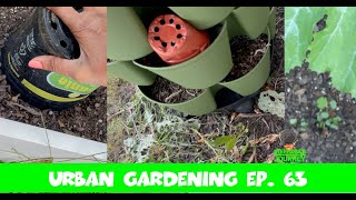 A Cold Front Is Coming, How To Protect Seedlings || Urban Gardening Ep. 63 || Steffanie's Journey by Steffanie's Journey 80 views 6 months ago 9 minutes, 46 seconds
