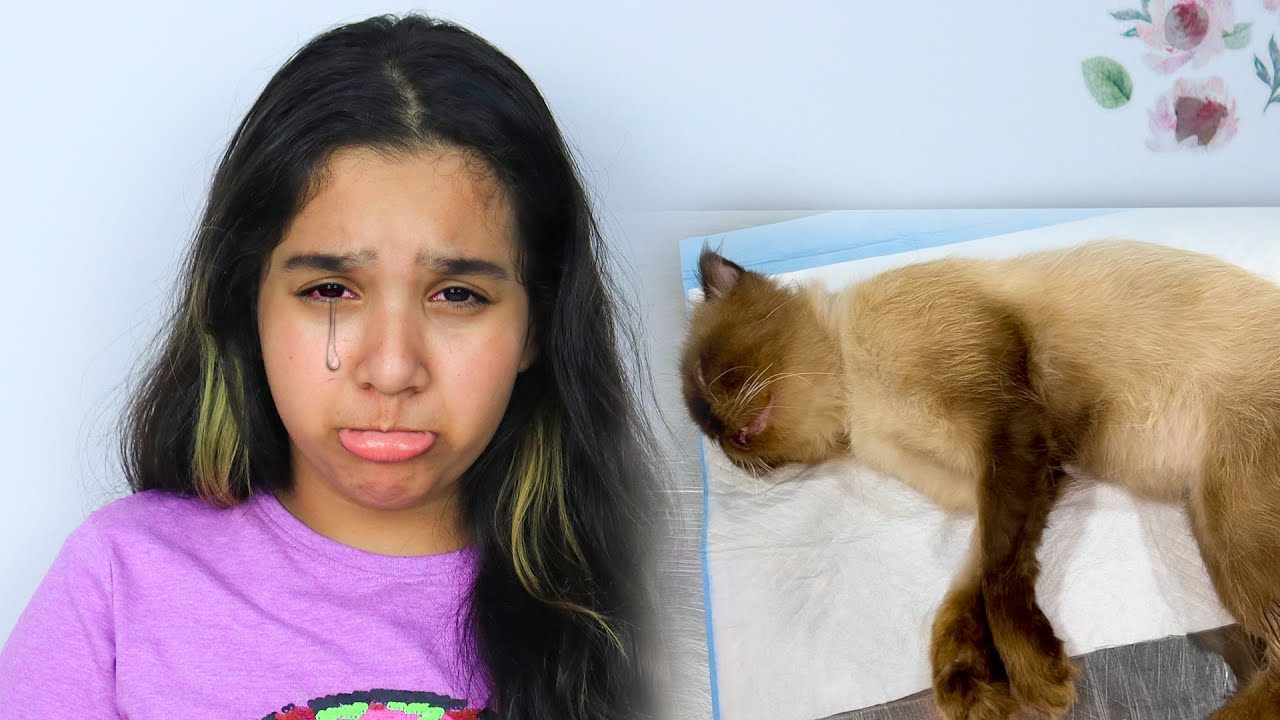 Мы отвезли мою кошку Кути в больницу! Шафа плакала.