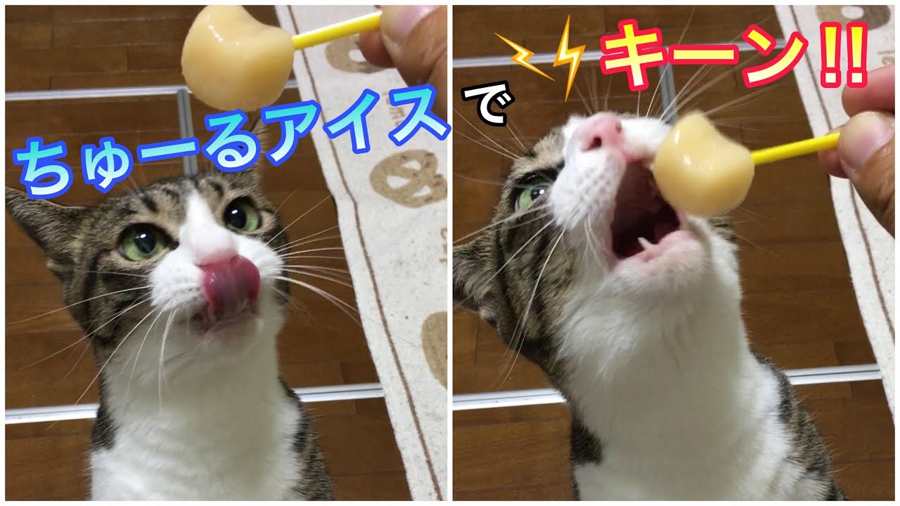 猫がアイスで頭キーン Ice Cream Headache Attacks Cat Youtube