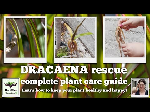 How I saved a Dracaena Marginata + plant care tips