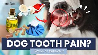 What Can I Give My Dog for Tooth Pain Relief