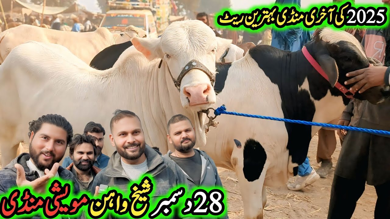 Sheikhwahan Cow Mandi Update 2025 | Aaj Ke Rate | Bari Qurbani Gaye | Full Mandi Tour