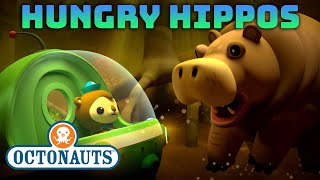 ​@Octonauts - 🙀 Hungry Hippos 🦛 | Animals Takeover Month | Compilation | @OctonautsandFriends