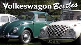 Volkeswagon Beetles
