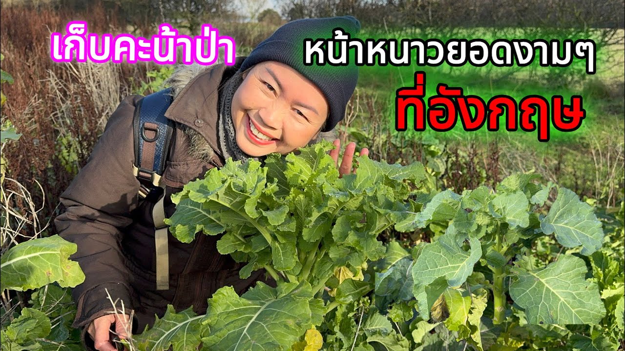 มาเก็บคะน้าป่า#เก็บคะน้าป่าหน้าหนาว#ยอดงามมากอวบ#ทำอาหารหวานกรอบอร่อยมาก#pick#wild#kale