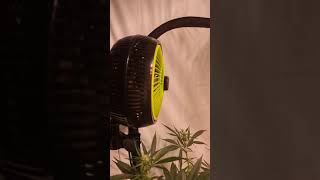 telos x2 cmh growing plants sideways with mushrooms..