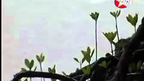 Về đất Mũi Cà Mau   Chu Thanh Hương