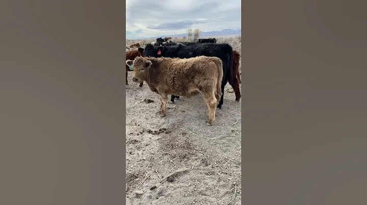 Collecting poop samples..not weird at all #samples #farmlife #cows #poop