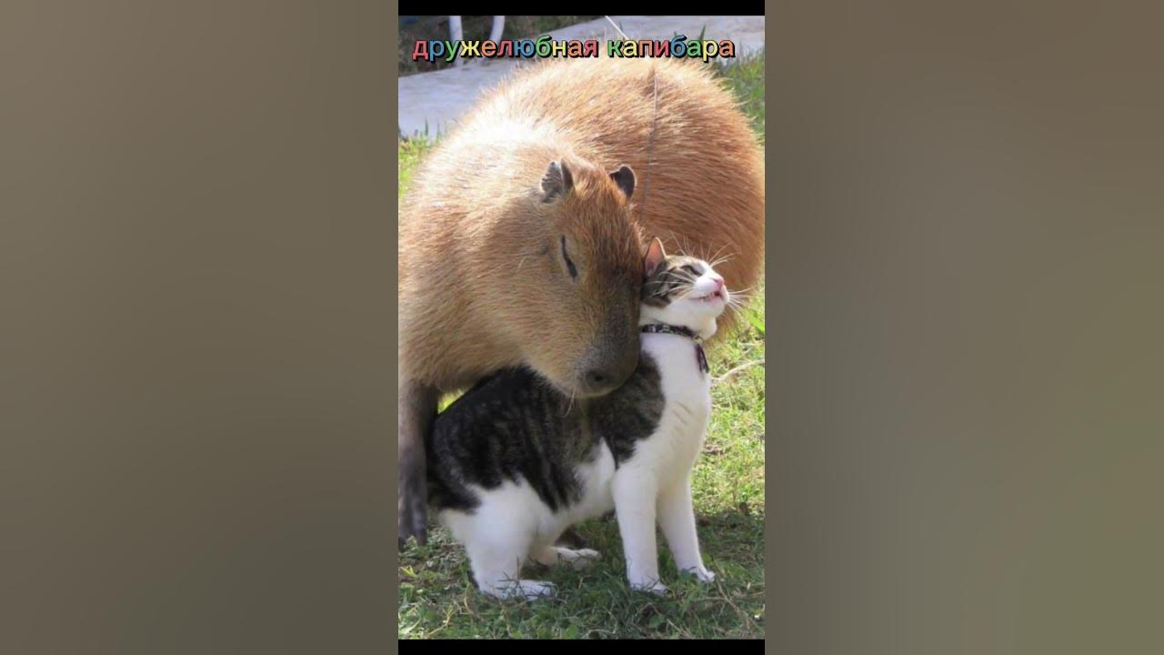 виды капибар - YouTube