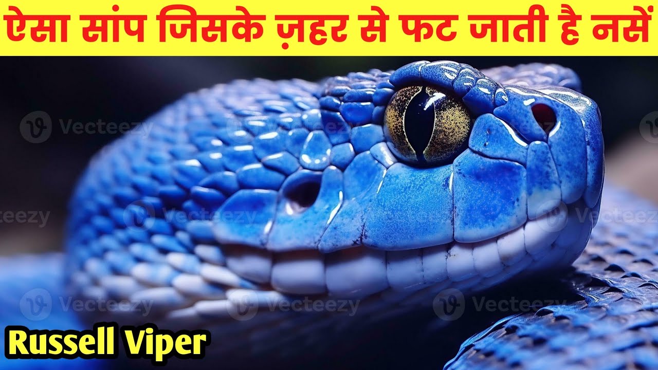 Information About Python Snake In Hindi