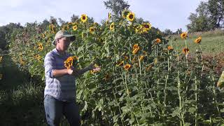 'Sonja' & 'Soraya' Branching Sunflowers