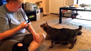 Cat Pulp Fiction (Cat translator)