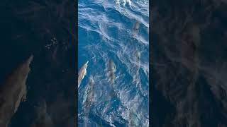 Dolphins Filmed Up-Close in a Mesmerizing Display